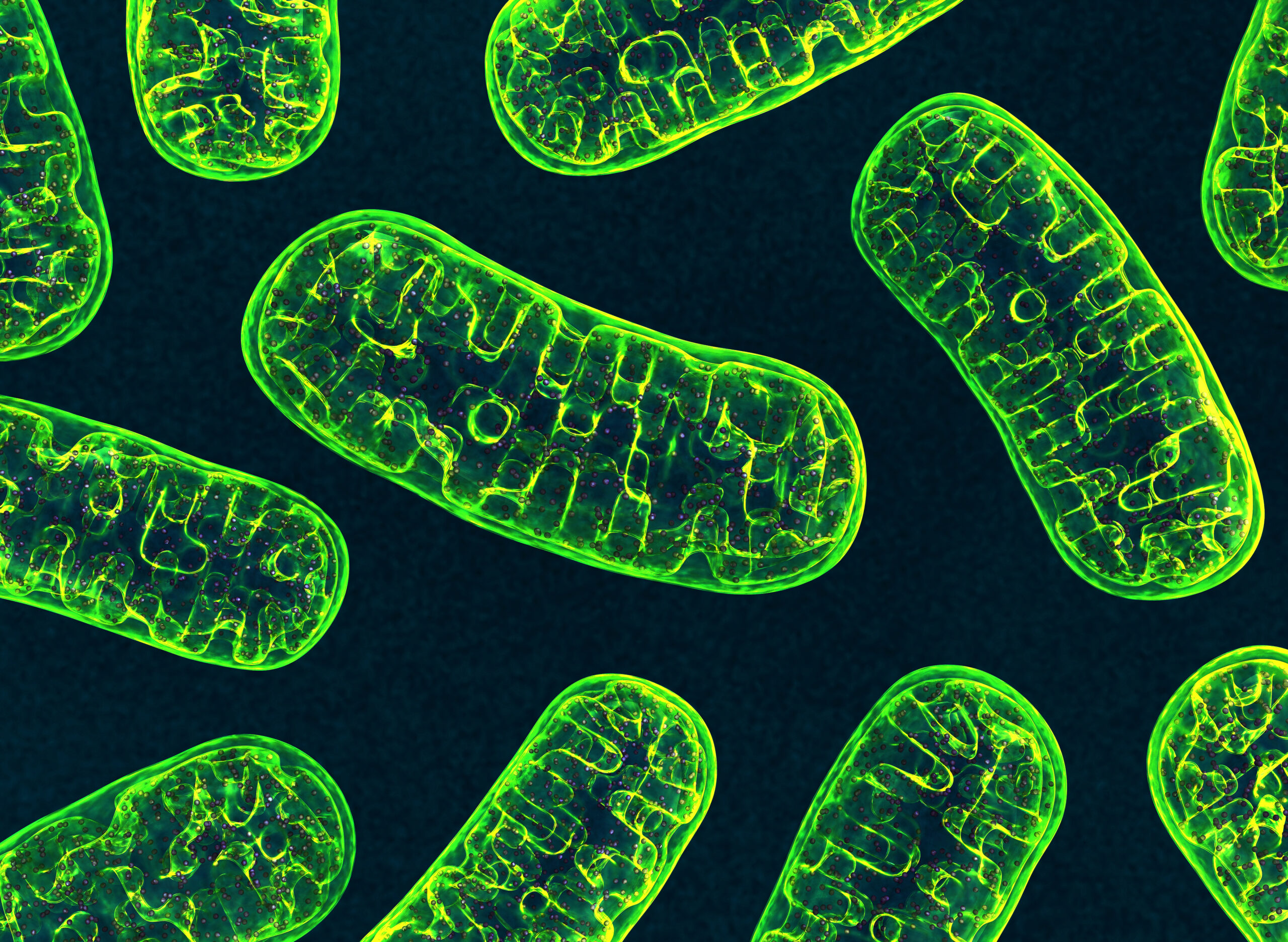 New cell pathways connected with defects in mitochondria